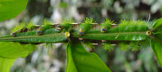 The caterpillar of a giant silkworm, Automeris (Saturniidae), is feeding on the underside of young leaves of a tree genus Inga (Fabaceae). This photo taken at the Tiputini field station in the Ecuadorian Amazon. Inga is one of the most diverse (>300 species) and abundant tree genera in Neotropical rainforests. The yellow "cups" on the leaves are extrafloral nectaries. They provide sugar to predacious ants in exchange for protection against herbivores. Additional protection is provided through toxic phenolics and amines. These toxins compose 30-50% of the dry weight of young leaves.